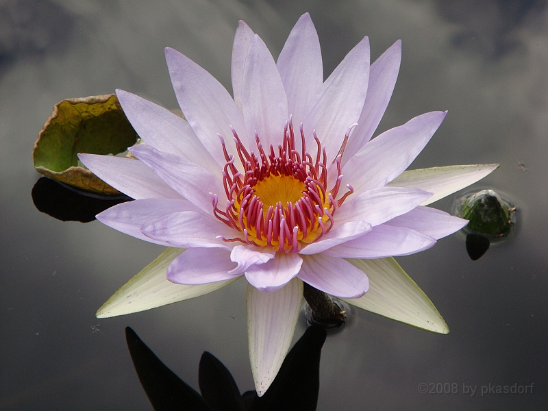270 Longwood Gardens [2008 August 23].JPG - Longwood Gardens in Pennsylvania